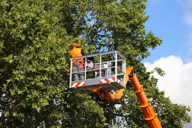 Elsmere, KY Tree Service Company